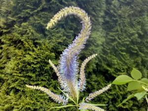 znak_zapytania_kwiat_ekologia_przyroda_ogrod_sxc